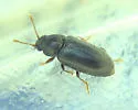 Telmatophilus americanus - Telmatophilus americanus