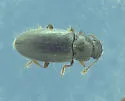 Telmatophilus americanus - photo 2