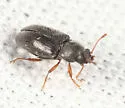 Telmatophilus americanus - photo 4