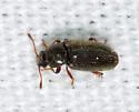 Telmatophilus americanus - photo 5