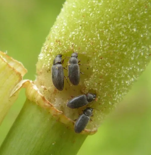 Telmatophilus typhae