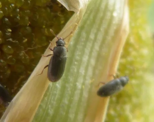 Telmatophilus typhae - photo 2