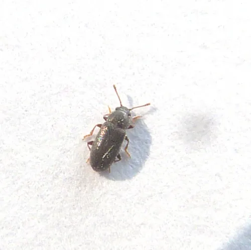 Telmatophilus typhae - photo 3