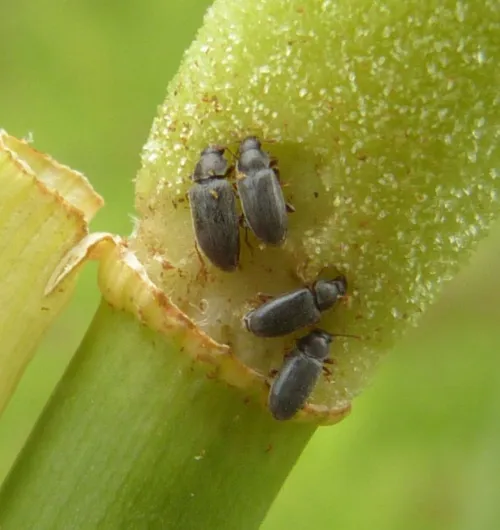 Telmatophilus typhae - photo 4