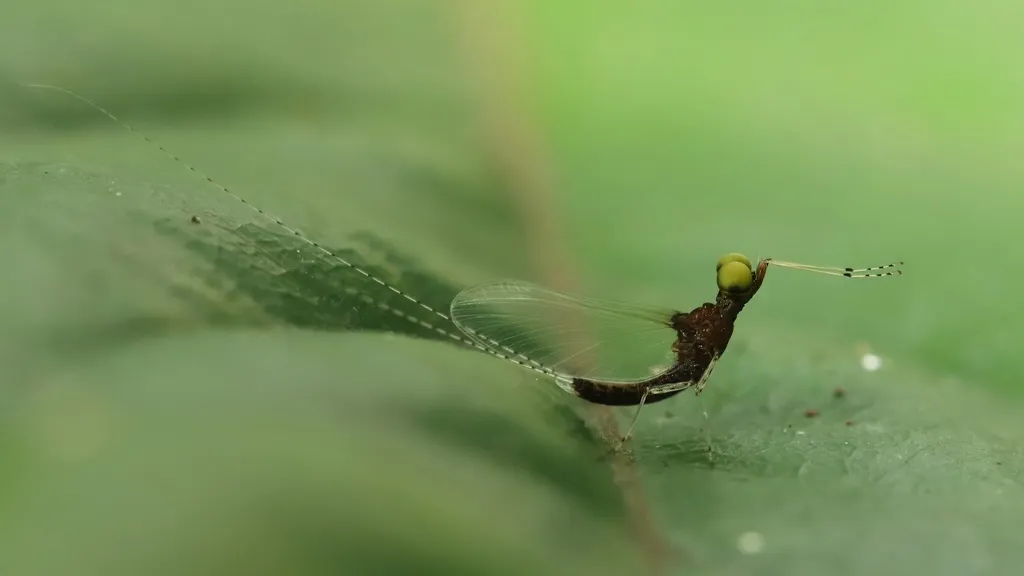 Spiny Crawlers - photo 2
