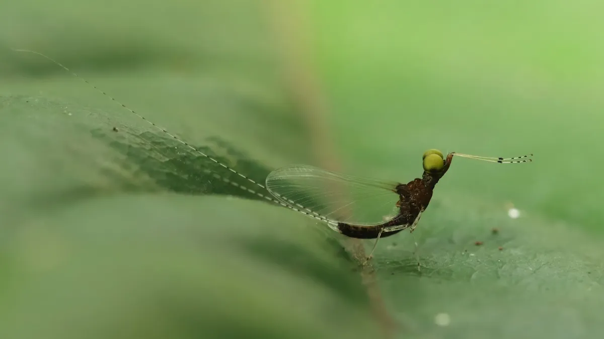 Spiny Crawlers - photo 3