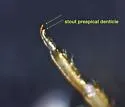 Teloganopsis deficiens - photo 3