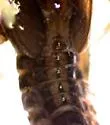 Teloganopsis deficiens - photo 4