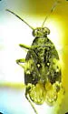 Teloleuca bifasciata