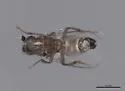Telomerina flavipes
