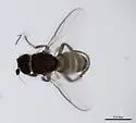 Telomerina flavipes - photo 2