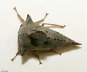 Telonaca alta