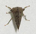 Telonaca alta - photo 2