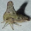 Telonaca alta - photo 3