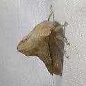 Telonaca ramona - photo 2