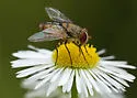 Telothyria thecata