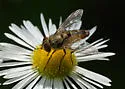 Telothyria thecata - photo 2