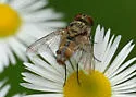 Telothyria thecata - photo 3