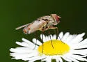 Telothyria thecata - photo 4