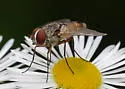 Telothyria thecata - photo 5