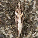 Telphusa longifasciella - Hodges#1858