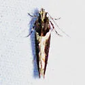 Telphusa longifasciella - Hodges#1858 - photo 3