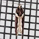 Telphusa longifasciella - Hodges#1858 - photo 4