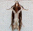 Telphusa longifasciella - Hodges#1858 - photo 5