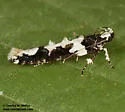 Telphusa melanoleuca - Hodges#1858.3 - photo 4