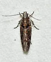 Telphusa perspicua - Hodges#1858.2