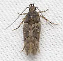 Telphusa perspicua - Hodges#1858.2 - photo 2