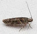 Telphusa perspicua - Hodges#1858.2 - photo 3