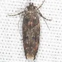 Telphusa perspicua - Hodges#1858.2 - photo 5