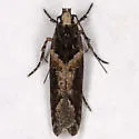 Telphusa sedulitella - Hodges#1859