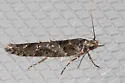 Telphusa sedulitella - Hodges#1859 - photo 3