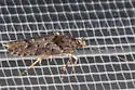 Telphusa sedulitella - Hodges#1859 - photo 4