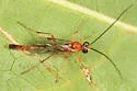 Temelucha ferruginea
