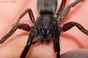 Teminius affinis