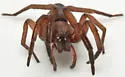 Teminius affinis - photo 2
