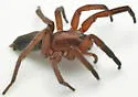 Teminius affinis - photo 3