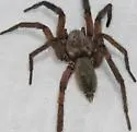 Teminius affinis - photo 5