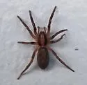 Teminius insularis - photo 2