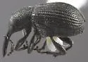 Temnocerus aeratoides - photo 2