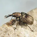 Temnocerus aeratus