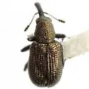 Temnocerus aeratus - photo 2