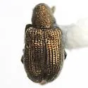 Temnocerus aeratus - photo 3