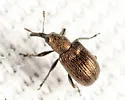 Temnocerus aeratus - photo 4