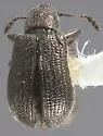 Temnocerus aureus