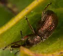 Temnocerus aureus - photo 2