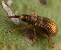 Temnocerus aureus - photo 3